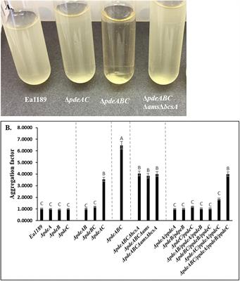 Physiological and Microscopic Characterization of Cyclic-di-GMP-Mediated Autoaggregation in Erwinia amylovora